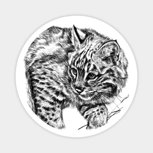 Curious Bobcat Portrait Black and White Magnet